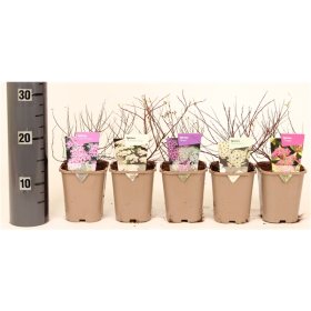 Dekoratyvinis krūmas, lanksva, įvairi, vazono skersmuo 14 cm.