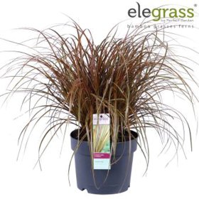 Žolinis augalas, uncinija "Everflame", vazonėlio skersmuo 19 cm.