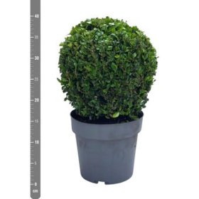 Dekoratyvinis krūmas, buksmedis paprastasis, apvalus, aukštis 35 cm., vazonėlio skersmuo 19 cm.