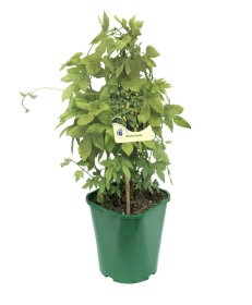 Vijoklinis augalas, apynys, vazonas 2 l.