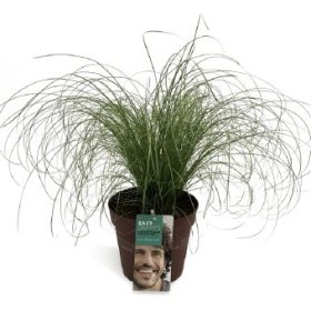 Žolinis augalas, viksva "Frosted Curls", vazono skersmuo 17 cm.