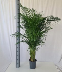 Kambarinis augalas, gelsvasis dipsis, vazonėlio skersmuo 21 cm.