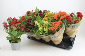 Kambarinis augalas, celiozija, vazonėlio skersmuo 12 cm.