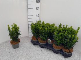 Dekoratyvinis krūmas, ožekšnis "Ja Gr Spire", vazonėlio skersmuo 12 cm.