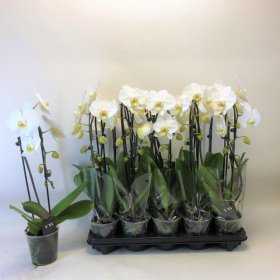 Kambarinis augalas, orchidėja "El Cascade", vazonėlio skersmuo 12 cm.