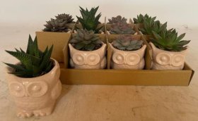 Kambarinis augalas, sukulentas, keramikiniame pelėdos vazonėlyje, skersmuo 6 cm.