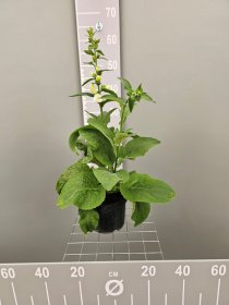 Daugiametė gėlė, rusmenė "Alba", vazonas 2 l.