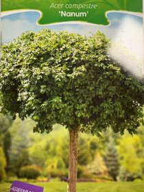 Dekoratyvinis medis, klevas "Nanum", ant stiebo, vazonėlio skersmuo 23 cm.