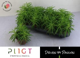 Kambarinis augalas, peperomija "Nivalis", vazonėlio skersmuo 12 cm.