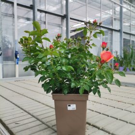 Daugiametė gėlė, rožių krūmas, vazonas 5 l.