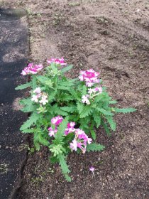 Vienmetė gėlė, verbena svyranti, vazonėlio skersmuo 10 cm.
