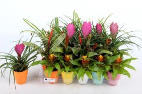 Kambarinis augalas, bromelija, įvairios spalvos, vazonėlio skersmuo 7 cm.