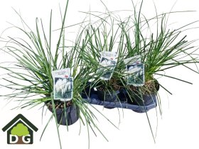 Žolinis augalas, kortaderija "Se Pumila", vazonėlio skersmuo 19 cm.