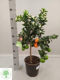 Kambarinis augalas, citrinmedis "Chinotto", vazonėlio skersmuo 22 cm.