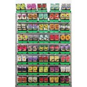 Daugiametė gėlė, vazonėlio skersmuo 11 cm.