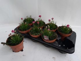 Alpinariumo augalas, gvaizdė pajūrinė, vazonėlio skersmuo 13 cm.