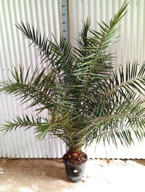 Daugiametis augalas, finikas kanarinis, vazonėlio skersmuo 34 cm.