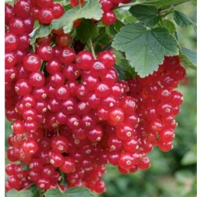 Vaiskrūmis, serbentas raudonasis, vazono talpa 3 l