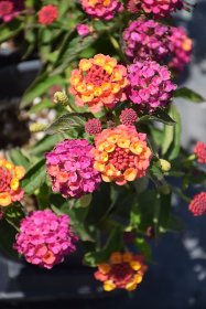 Vienmetė gėlė, lantana, vazonėlio skersmuo 10 cm.