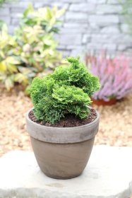 Spygliuotis, puskiparisis bukasis "Nana Gracilis", vazonėlio skersmuo 23 cm.