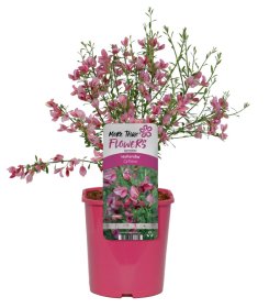 Dekoratyvinis krūmas, raipstas, vazonas 2 l.