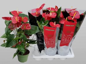 Kambarinis augalas, antūris "Oklahoma", vazonėlio skersmuo 17 cm.