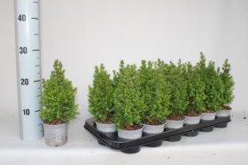 Kambarinis augalas, kalėdinė eglutė (Picea) "Alpica", vazonėlio skersmuo 9 cm.