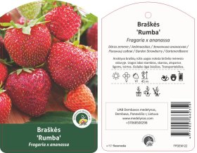 Braškės sodinukas "Rumba", 10 vnt.