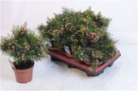 Kambarinis augalas, vaškagėlė, vazonėlio skersmuo 12 cm.