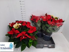 Kambarinis augalas, puansetija (Euphorbia pulcherrima), vazonėlio skersmuo 22 cm.