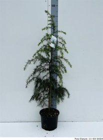 Spygliuotis, kedras himalajinis, vazonėlio skersmuo 26 cm.