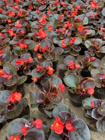 Vienmetė gėlė, begonija (ledinukas), vazonėlio skersmuo 10 cm.