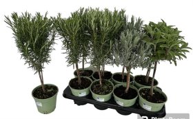 Prieskoninis augalas, įvairūs, ant stiebo, vazonėlio skersmuo 14 cm.