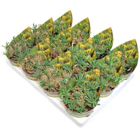 Kambarinis augalas, kaktusas "Euphorbia", vazonėlio skersmuo 7 cm.