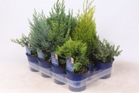 Spygliuotis, pušys, įvairios, aukštis 25 cm., vazonėlio skersmuo 11 cm.
