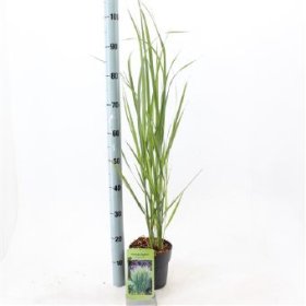 Žolinis augalas, sora rykštinė "Northwind", vazono skersmuo 17 cm.