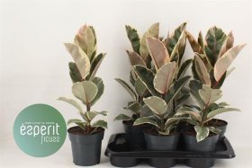 Kambarinis augalas, fikusas stambialapis, vazonėlio skersmuo 17 cm.