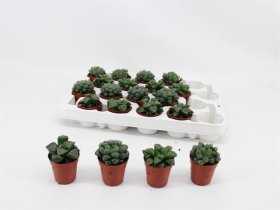 Kambarinis augalas, kalvorė (eševerija) "Cooperi", vazonėlio skersmuo 5 cm.