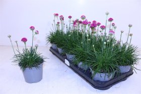 Alpinariumo augalas, gvaizdė pajūrinė, vazonėlio skersmuo 12 cm.