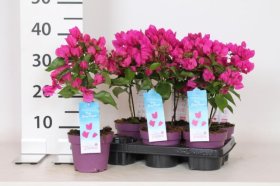 Kambarinis augalas, bugenvilija "Vera", vazonėlio skersmuo 14 cm.