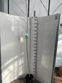 Dekoratyvinis medis, beržas himalajinis, vazonėlio skersmuo 26 cm.