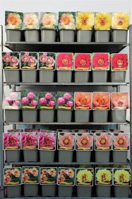 Daugiametė gėlė, ITOH bijūnas, vazonas 5 l.