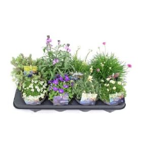 Alpinariumo augalas, daugiametis, vazonėlio skersmuo 13 cm.