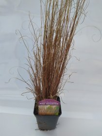 Žolinis augalas, viksva "Red Rooster", vazonėlio skersmuo 9 cm.