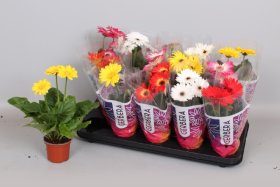 Kambarinis augalas, gerbera, įvairios, vazonėlio skersmuo 9 cm.