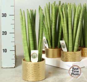 Kambarinis augalas, sanseverija "Cylindrica", vazonėlio skersmuo 12 cm.