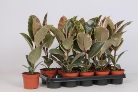 Kambarinis augalas, fikusas stambialapis, vazonėlio skersmuo 12 cm.