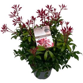Dekoratyvinis krūmas, pieris "Mount Fire", vazonėlio skersmuo 19 cm.