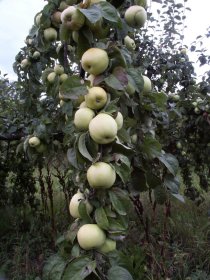 Vaismedis, obelis "Antaninė"