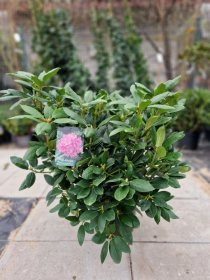 Dekoratyvinis krūmas, rododendras "English Roseum", vazonėlio skersmuo 50 cm.